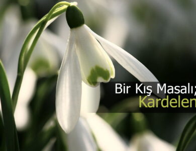 kardelen çiçeği compress