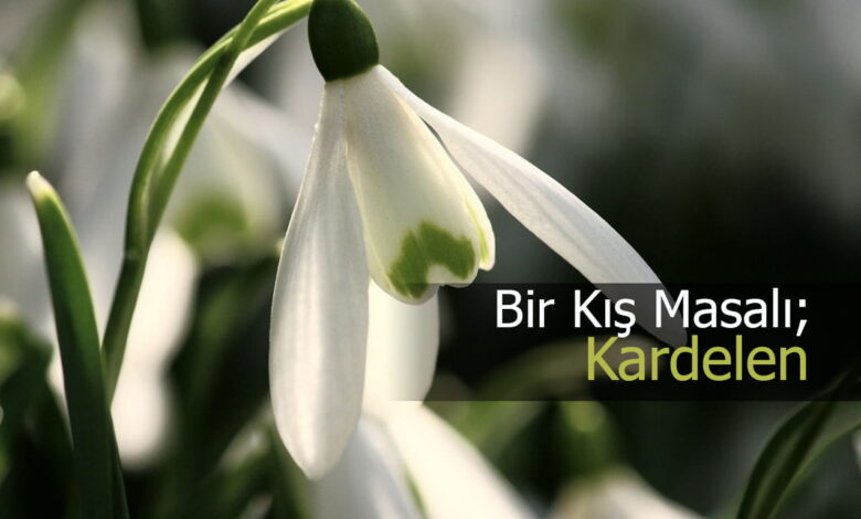 kardelen çiçeği compress