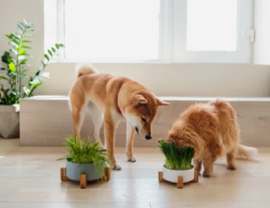 kediler ve köpekler için zarar bitkiler