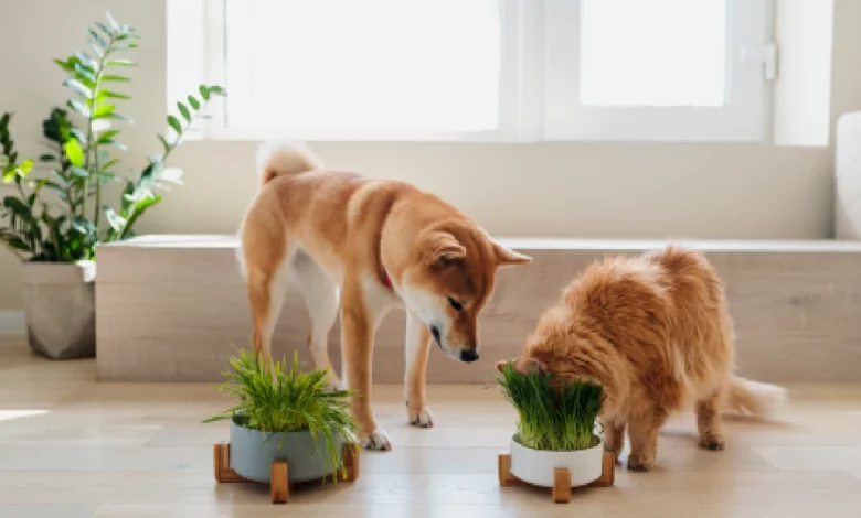 kediler ve köpekler için zarar bitkiler