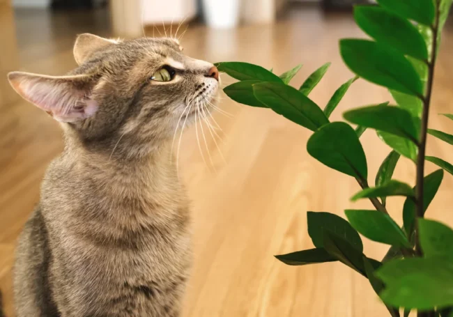 Kediler İçin Güvenli (Pet-Friendly) Popüler Bitkiler