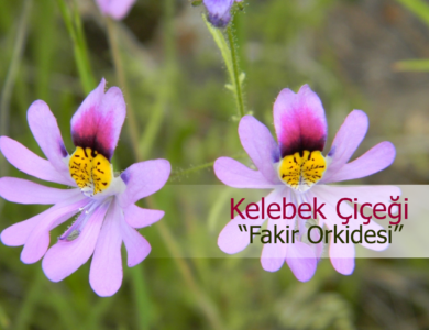 kelebek çiçeği nedir