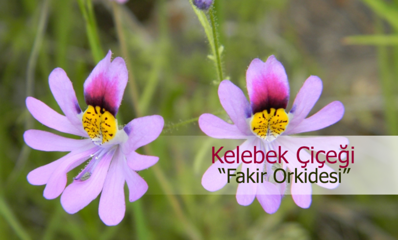 kelebek çiçeği nedir