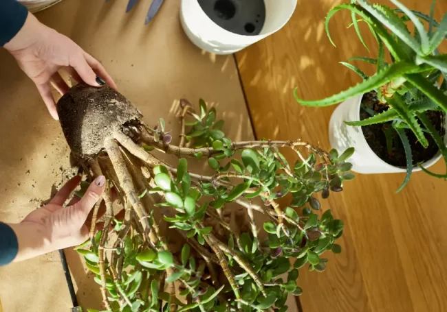 Kök Çürüklüğü (Root Rot)