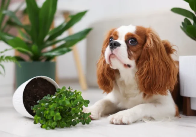  Köpekler İçin Güvenli Popüler Bitkiler