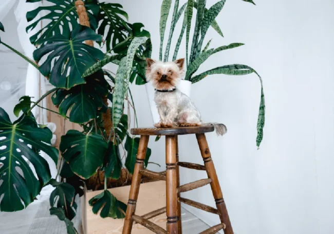 Köpeklerin Sevmediği Bitkiler ve Doğal Çözümler