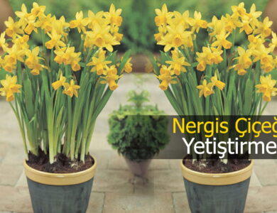 nergis çiçeği yetiştirmek compress