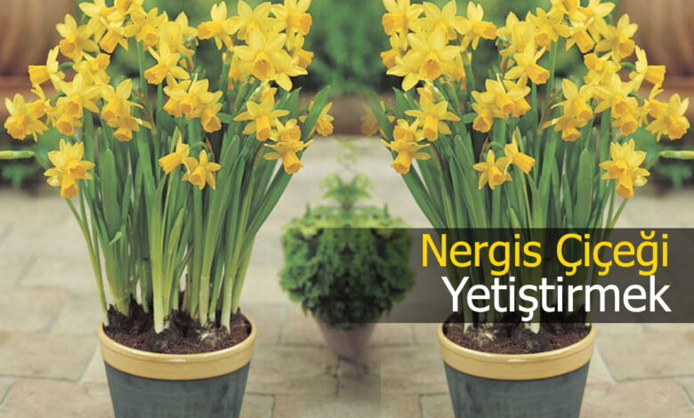 nergis çiçeği yetiştirmek compress