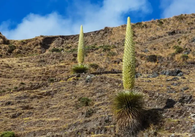 Yüzyıllık Bekleyiş: And Dağları Kraliçesi (Puya Raimondii)