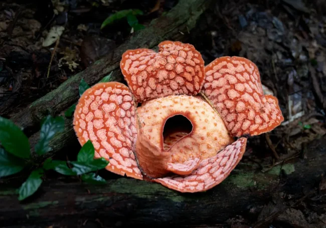 Dünyanın En Büyük Çiçeği: Rafflesia Arnoldii (Ceset Çiçeği)