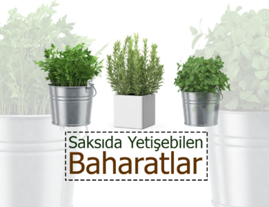 saksıda baharat yetiştirmek