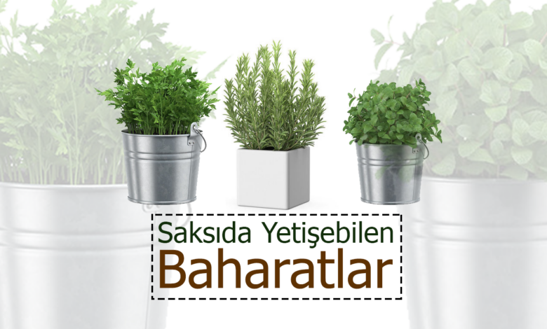 saksıda baharat yetiştirmek