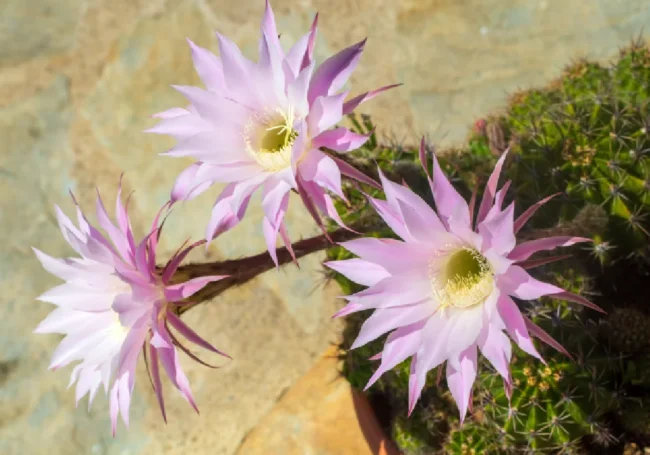 Gecenin Efsanesi: Gecenin Kraliçesi Kaktüsü (Selenicereus Grandiflorus)