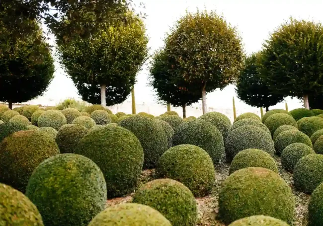 Topiary Nedir?