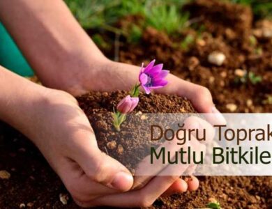 uygun toprak secimi mutlu bitkiler