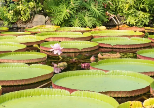 Su Ekosistemlerinin Devi: Dev Nilüfer (Victoria Amazonica)
