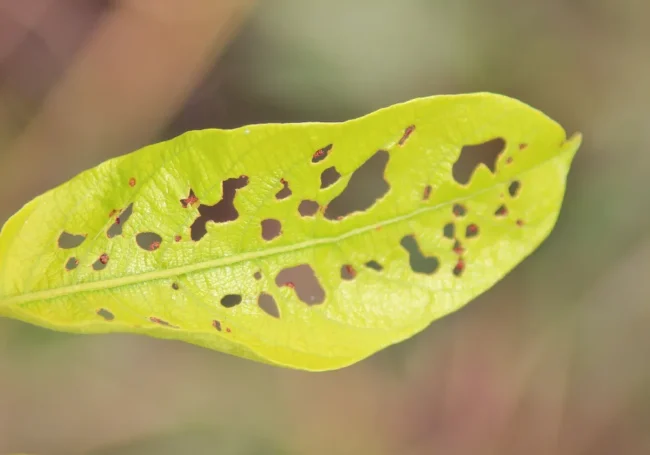 Yaprak Lekesi (Septoria Leaf Spot)