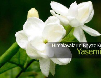 yasemin cicegi anlami bakimi ve ozellikleri