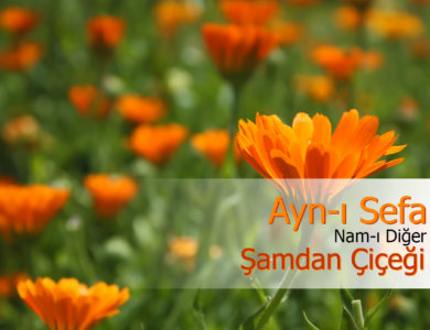 şamdan çiçeği