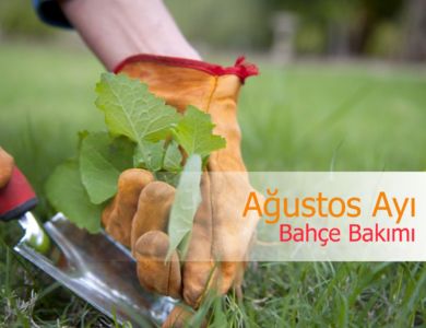 ağustos ayı bahçe bakımı