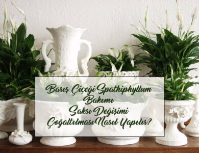 baris cicegicover compress