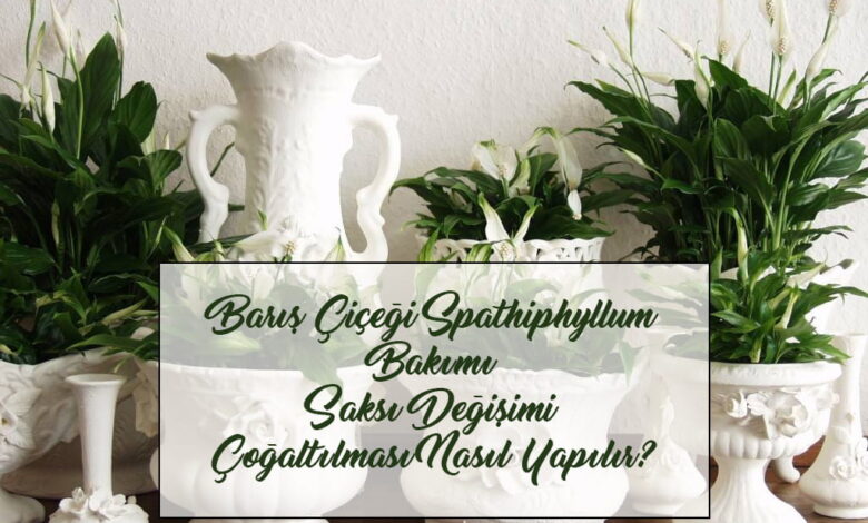 baris cicegicover compress