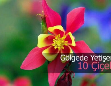 golgede yetisen cicekler nelerdir