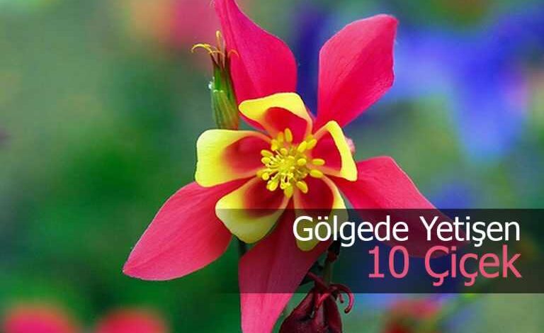 golgede yetisen cicekler nelerdir