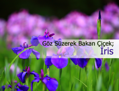 iris çiçeği