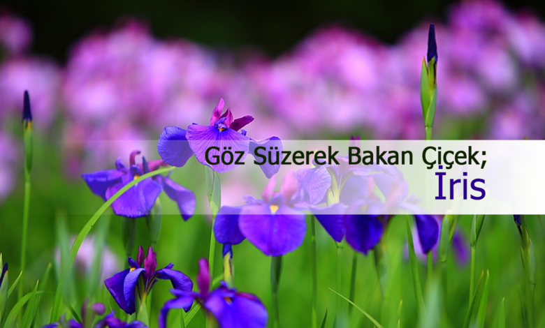 iris çiçeği