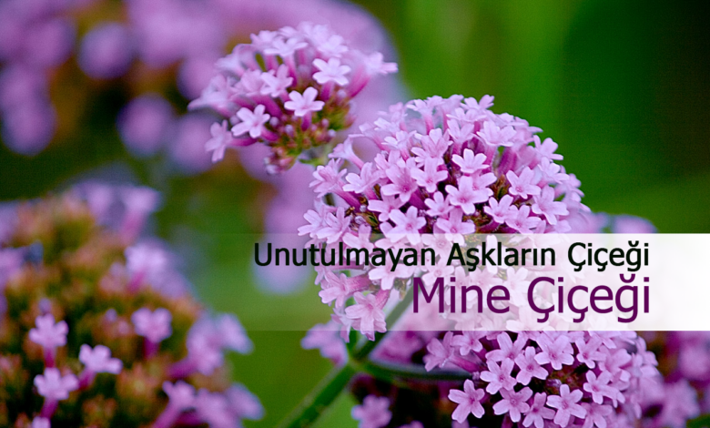 mine çiçeği