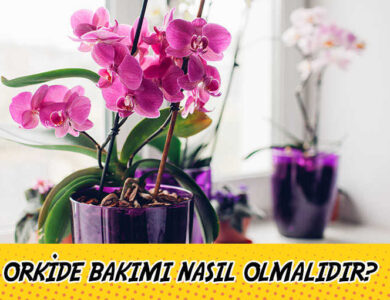 orkide bakimi hakkinda her sey