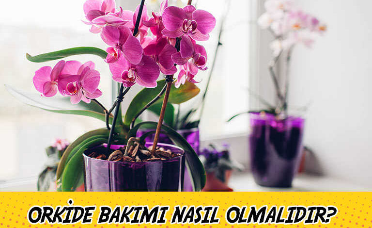 orkide bakimi hakkinda her sey