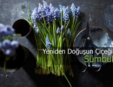 sumbul cicegi bakimi ve faydalari