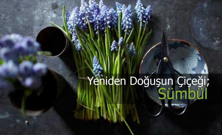 sumbul cicegi bakimi ve faydalari