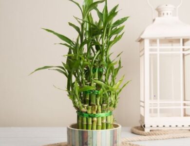 bambu compress