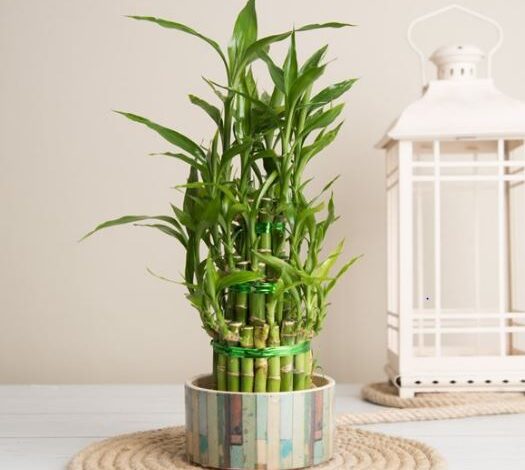 bambu compress