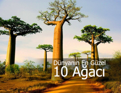 dünyanın en güzel ağaçları