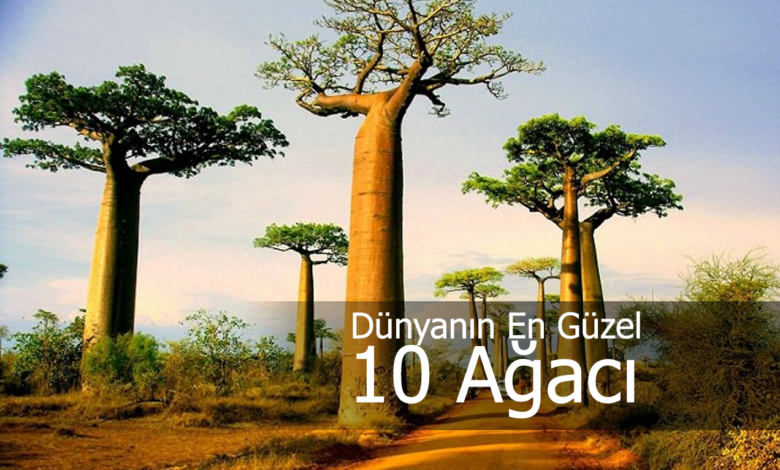 dünyanın en güzel ağaçları
