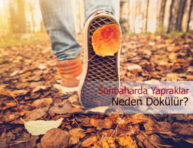 sonbaharda yaprak dökülmesi