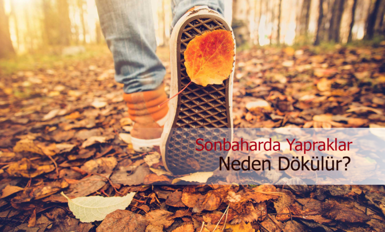 sonbaharda yaprak dökülmesi