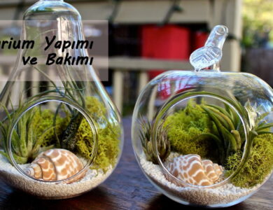 terrarium yapımı ve bakimi compress