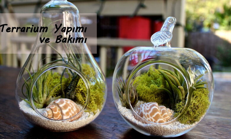 terrarium yapımı ve bakimi compress