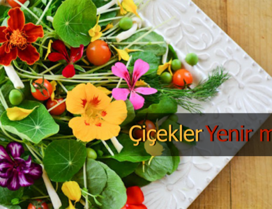 yenebilen cicekler
