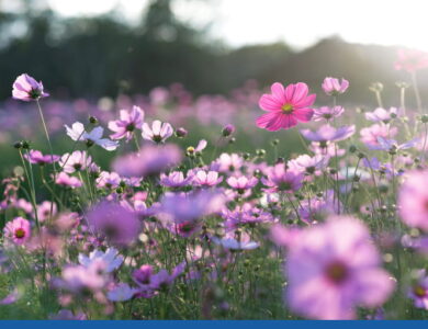 blog1 compress