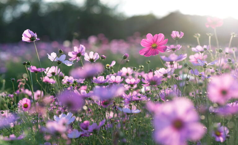 blog1 compress