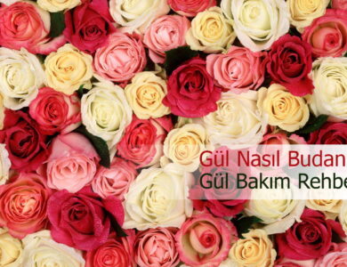 gül nasıl budanır compress
