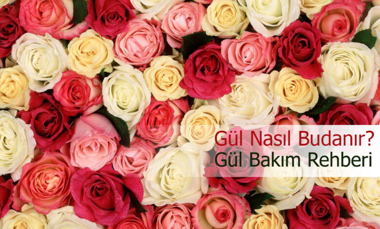 gül nasıl budanır compress
