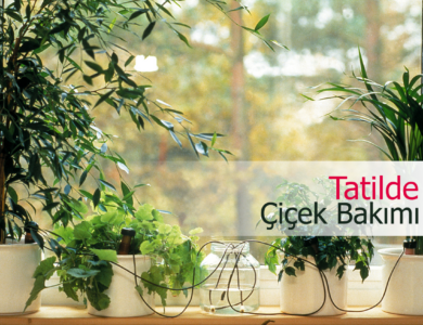 Tatilde çiçek bakımı compress