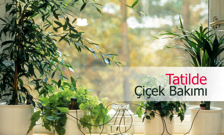 Tatilde çiçek bakımı compress